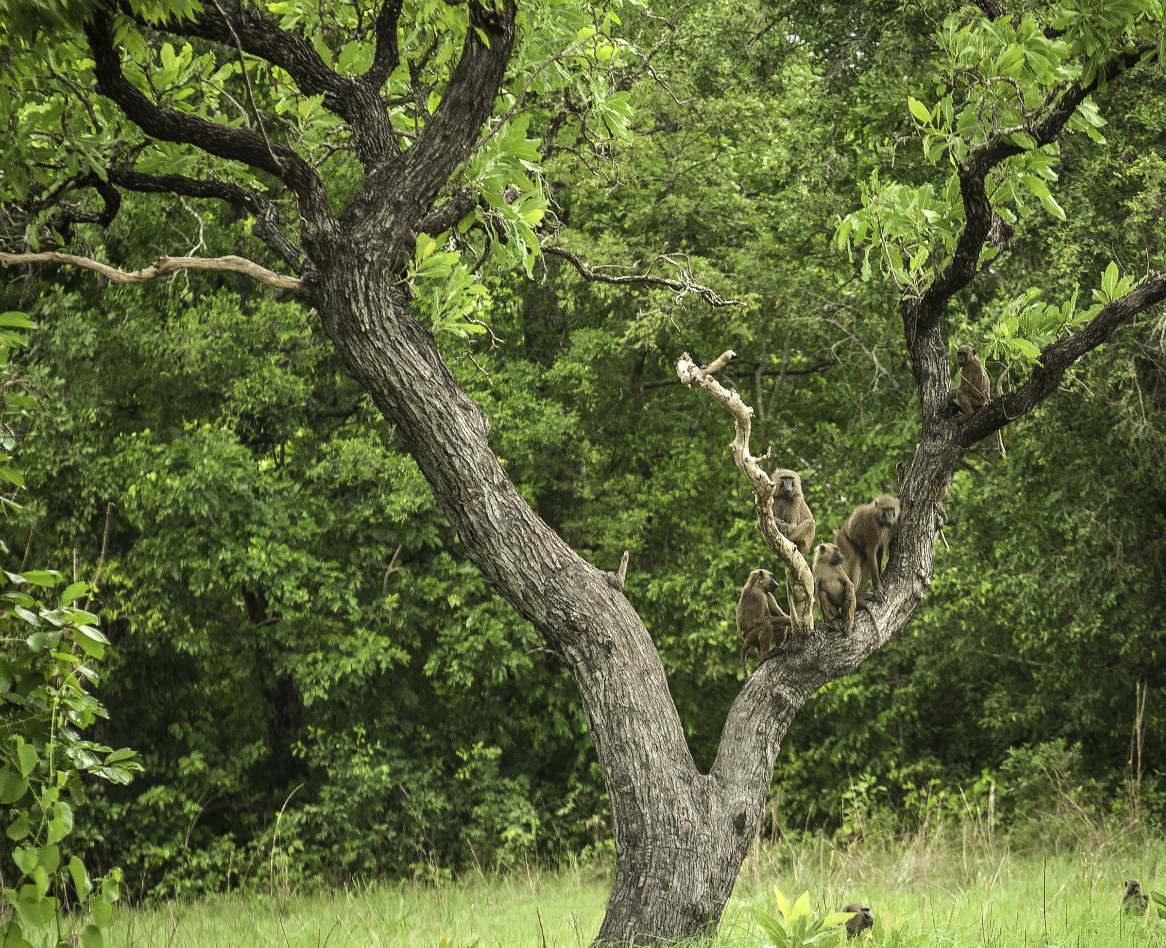 A baboon family resting in a tree in Mole National Park