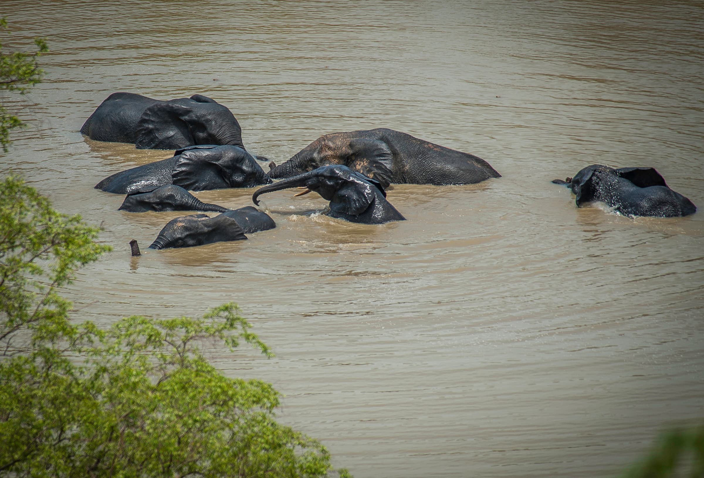 A family of elephants bathing at a waterhole in Mole National Park