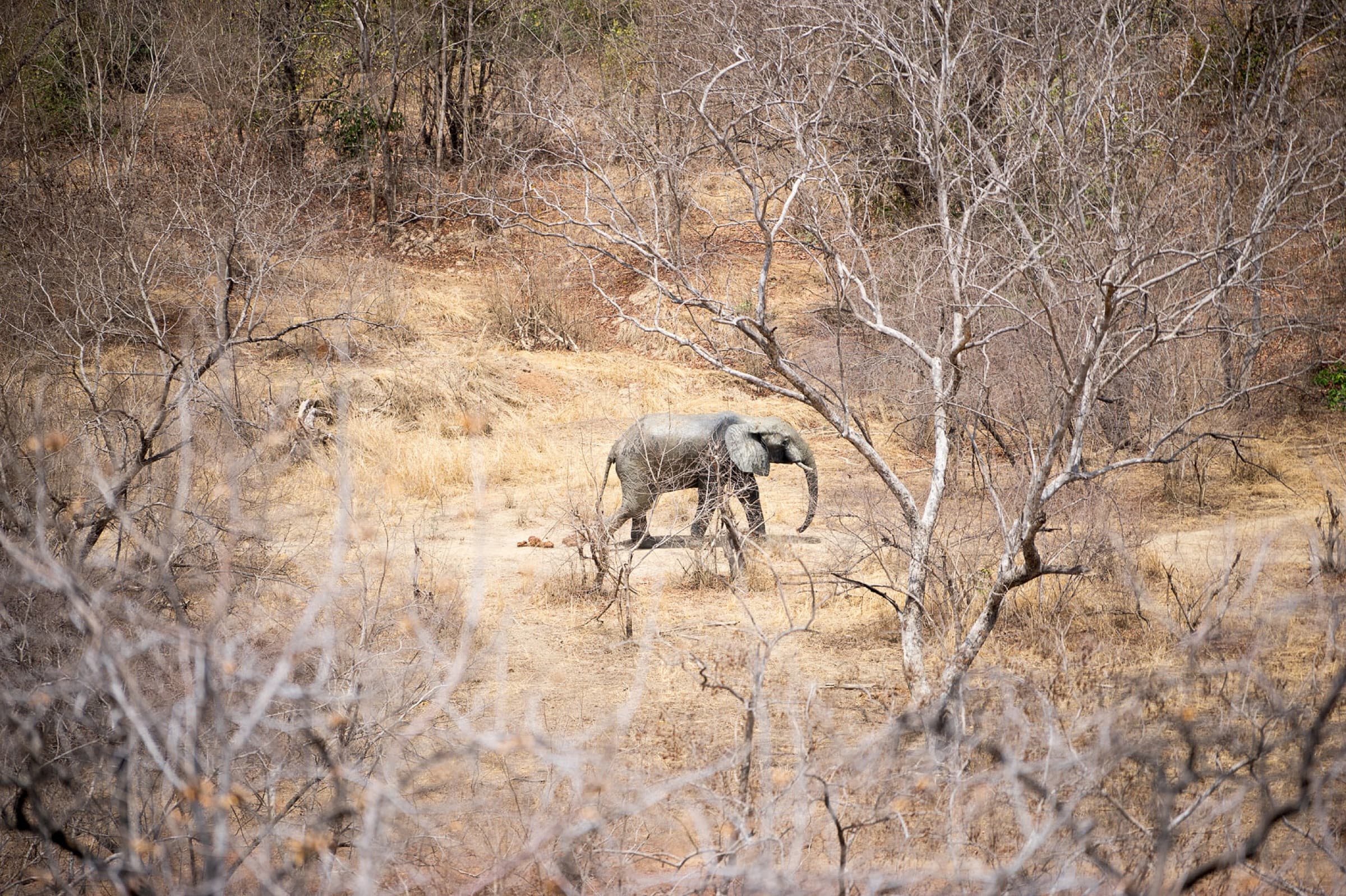 4-Day, 3-Night Savannaland Experience