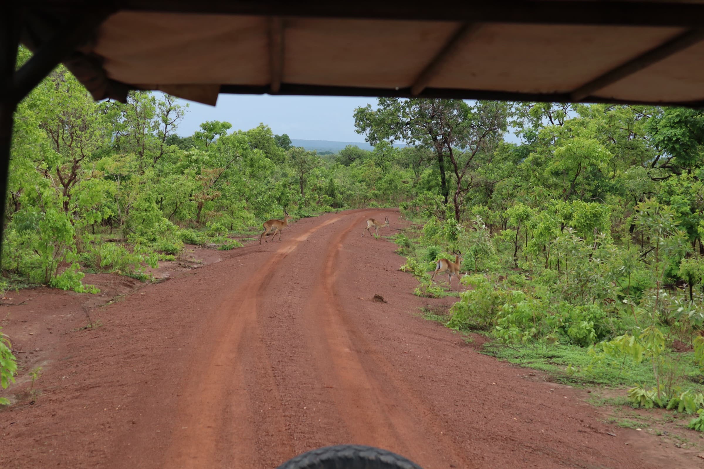 Safari vehicle in Mole National Park